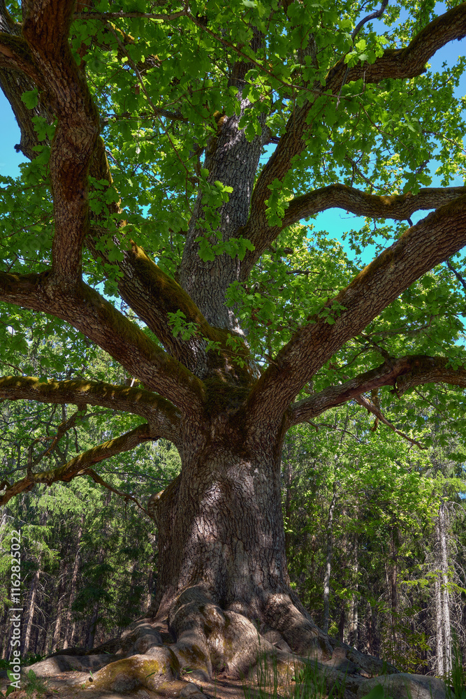 A huge oak tree in the summer in a forest near the Finnish town of Lohja: Paavola oak, Lohjansaari. A huge oak tree in the summer in a forest near the Finnish town of Lohja: Paavola oak, Lohjansaari.