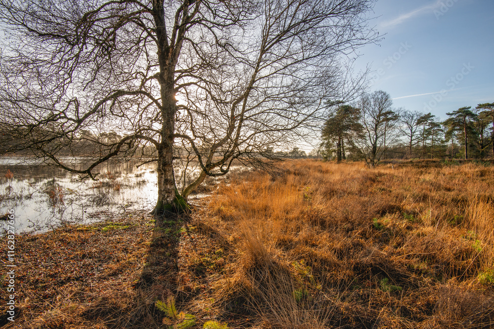 Bare tree at the edge of the water in a Dutch nature reserve at the beginning of the winter season. The low sun is right behind the tree and casts a sharp shadow on the ground.