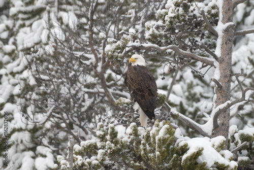 Bald Eagle in Winter