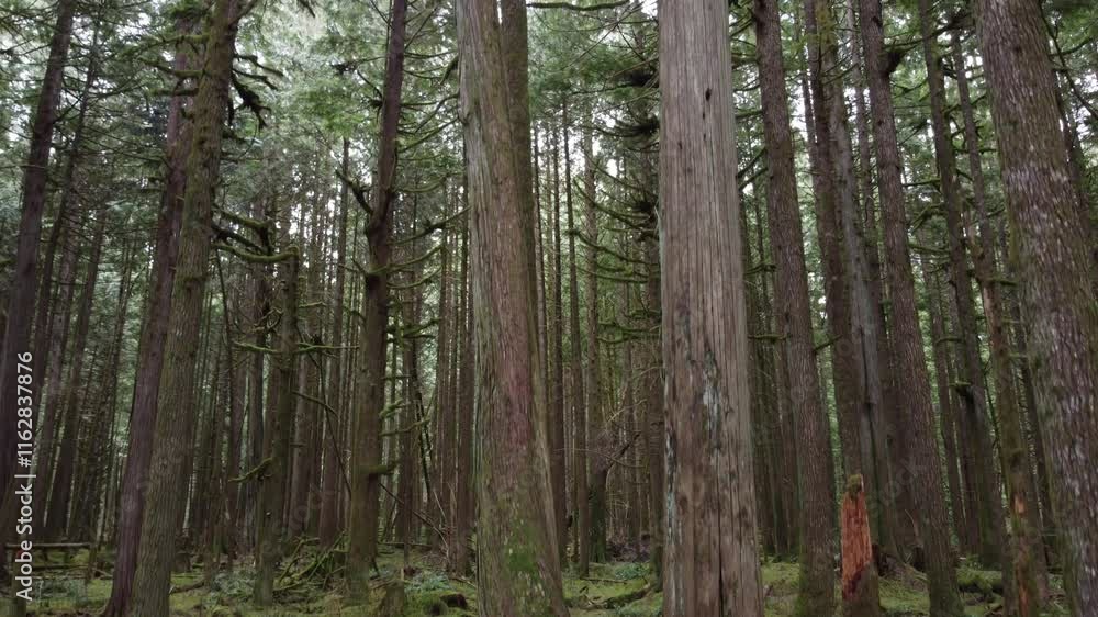 An aerial journey through the heart of a spruce forest on an overcast day An aerial journey through the heart of a spruce forest on an overcast day