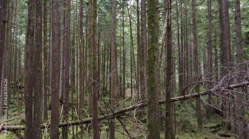 A gentle flight through a spruce forest and along a peaceful trail A gentle flight through a spruce forest and along a peaceful trail