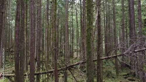 Wallpaper Mural A gentle flight through a spruce forest and along a peaceful trail Torontodigital.ca