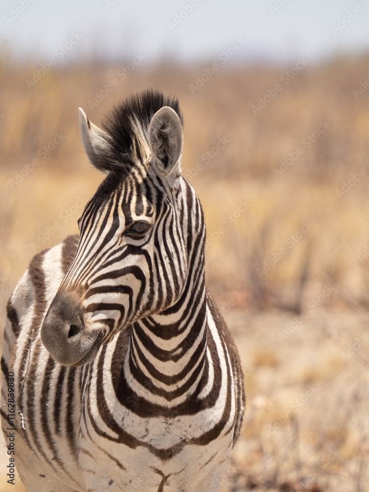 Naklejka premium Afrikanisches Zebra