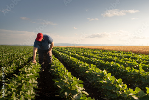 Bilde på lerret Young farmer in soybean fields