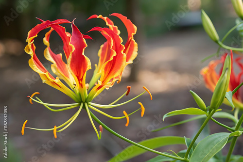 Vibrant fire lily gloriosa superba in bloom with striking colors.