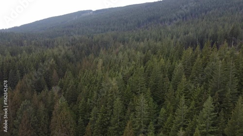 A bird’s-eye view of majestic spruce trees in British Columbia