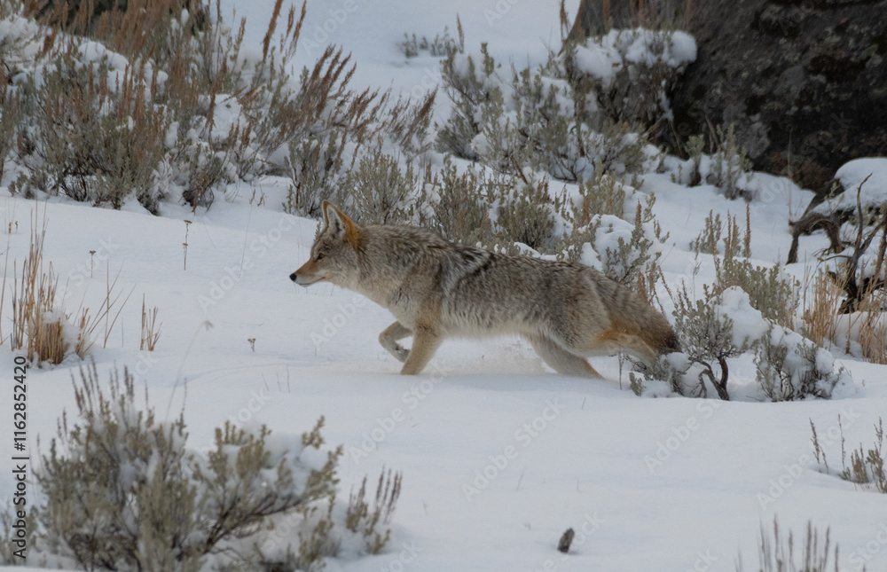 Fototapeta premium Coyote in Winter