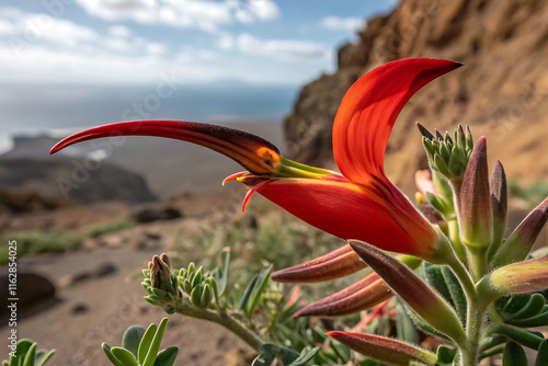 Parrot's beak lotus berthelotii bloom in natural habitat. photo