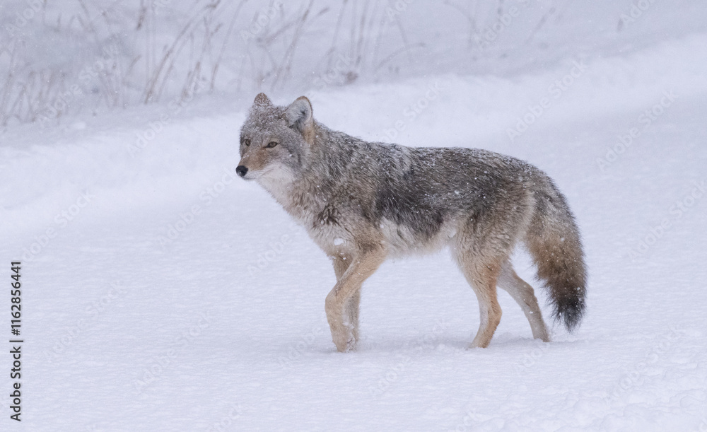 Coyote in Winter Coyote in Winter