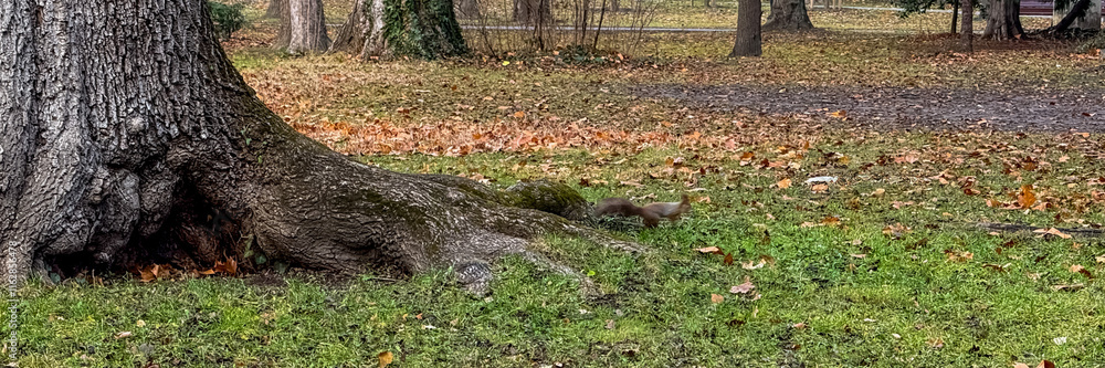 A squirrel scampers around a large tree in a city park, symbolizing urban wildlife and environmental awareness A squirrel scampers around a large tree in a city park, symbolizing urban wildlife and environmental awareness