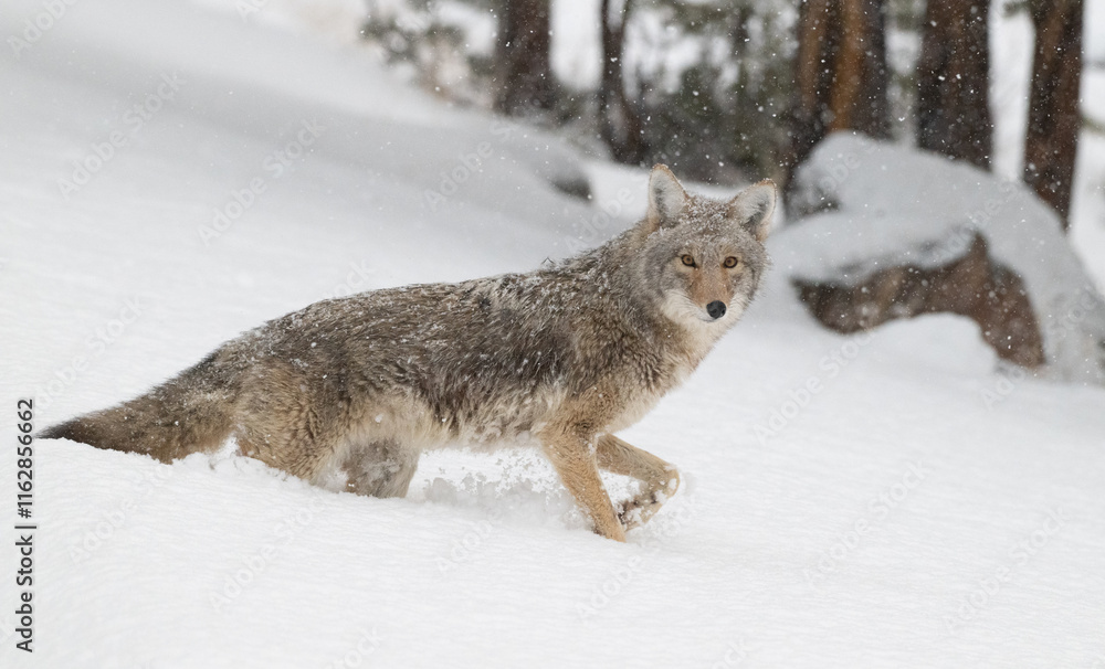 Obraz premium Coyote in Winter