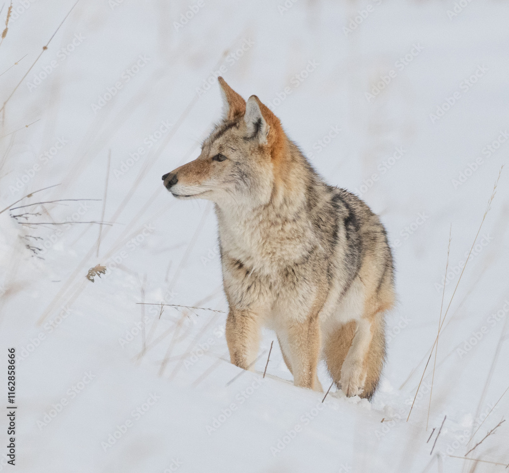 Obraz premium Coyote in Winter