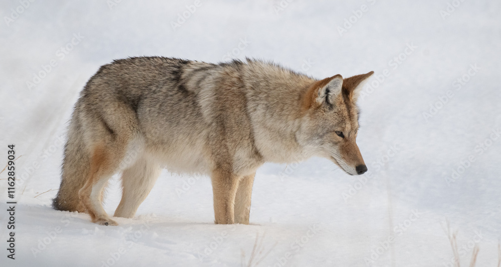Coyote in Winter Coyote in Winter