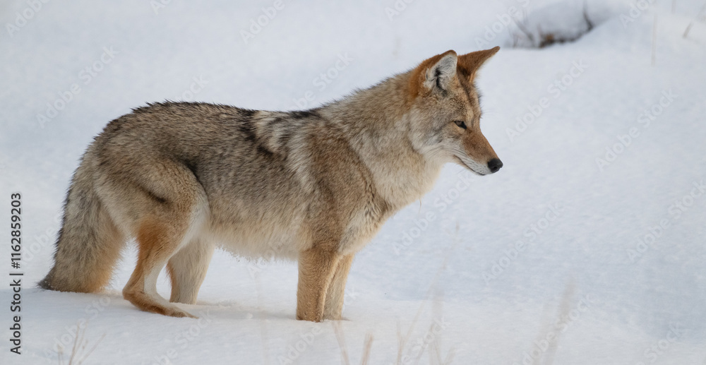 Coyote in Winter Coyote in Winter