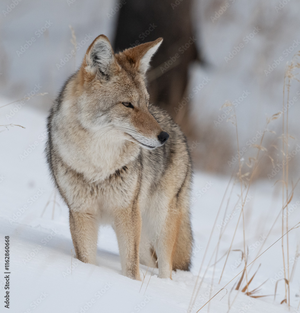 Coyote in Winter Coyote in Winter