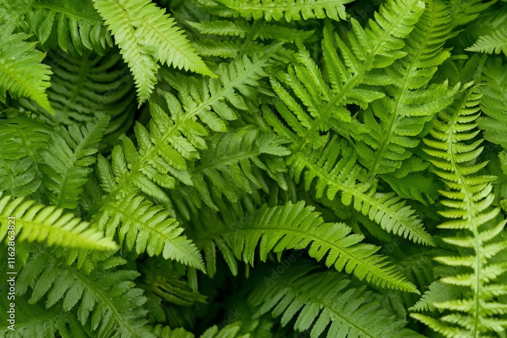 Obraz premium Lush green fern leaves background texture. (1)