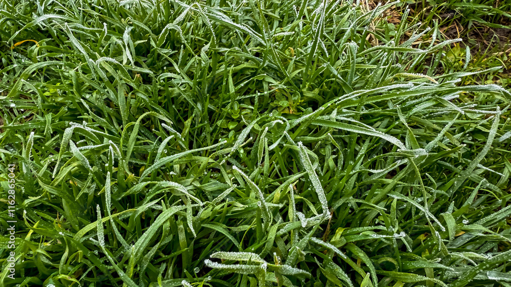 Close-up of dew-kissed green grass blades symbolizing freshness and purity, perfect for Earth Day and sustainability concepts Close-up of dew-kissed green grass blades symbolizing freshness and purity, perfect for Earth Day and sustainability concepts