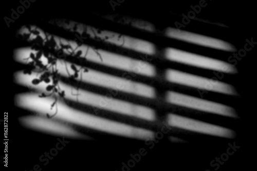 fundos fotográficos