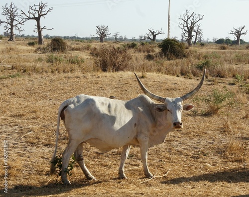 Cow, African zebu in Senegal
