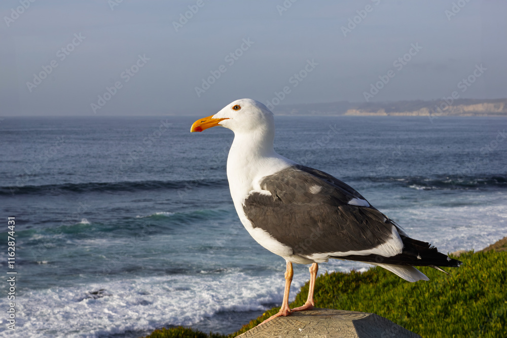Seagull Perched by the Ocean Seagull Perched by the Ocean