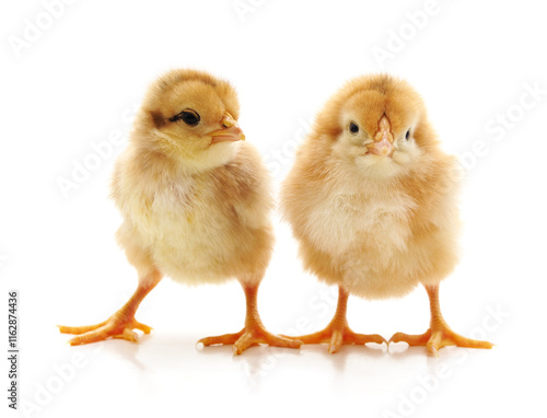 Wallpaper Mural Two yellow chickens. Torontodigital.ca