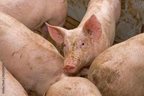 Pigs in Dutch stable. Farming. Pig breeding. photo