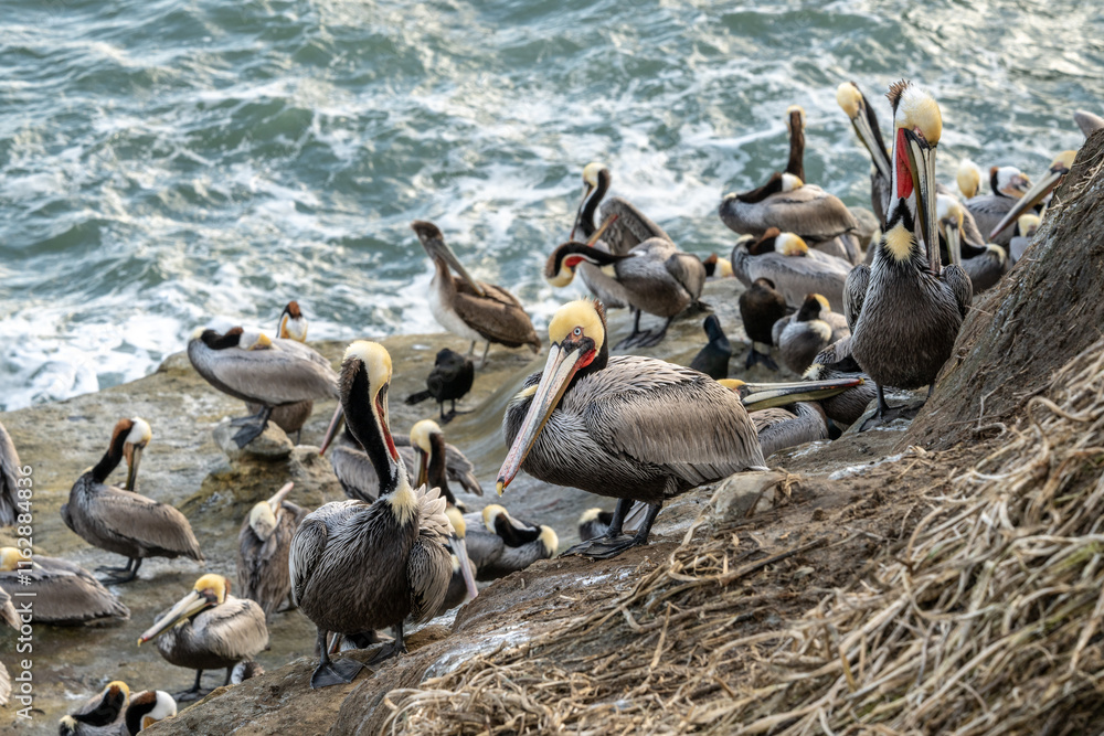 Fototapeta premium Brown Pelicans Rest On The Muddy Rocks Along The La Jolla Coast