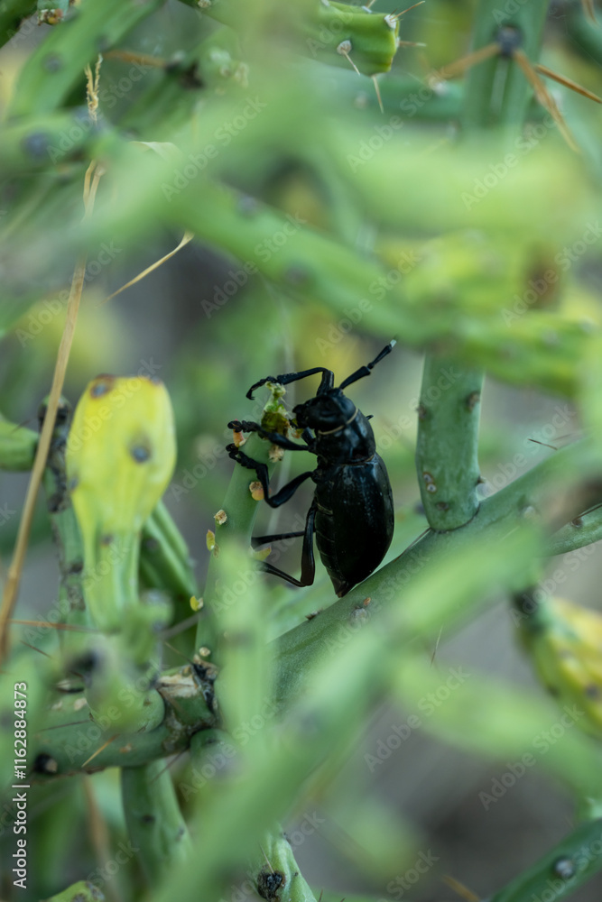Cactus Longhorn Beetle Climbs In Pencil Cactus Plant Cactus Longhorn Beetle Climbs In Pencil Cactus Plant