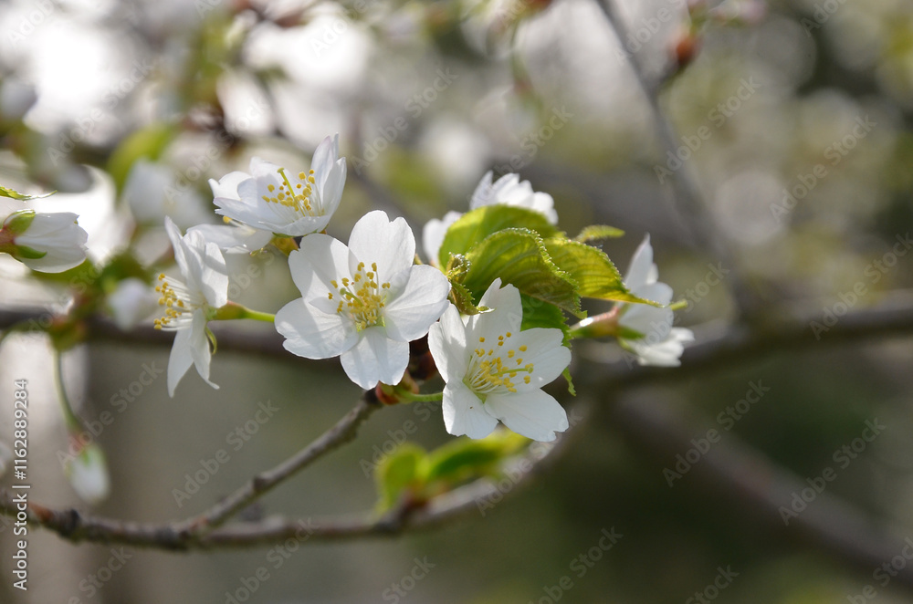 White cherry blossom in spring. Macro spring cherry branch with blooming flowers and leavesagainst natural blurred background. free copy space. White cherry blossom in spring. Macro spring cherry branch with blooming flowers and leavesagainst natural blurred background. free copy space.