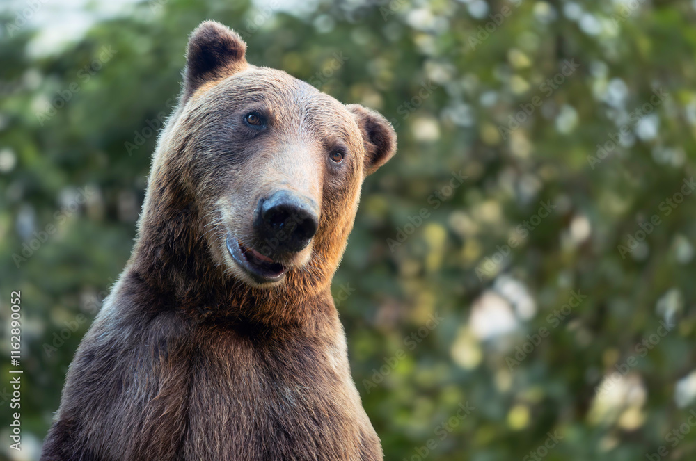 Fototapeta premium Grizzly bear in natural habitat observing surroundings during daylight hours