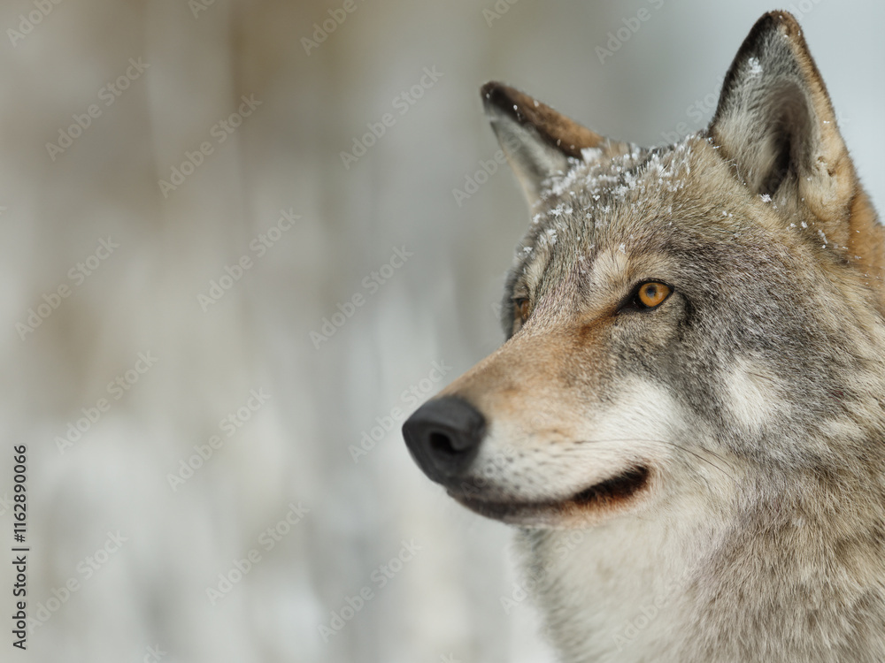 Fototapeta premium Wolf observing its surroundings in a snowy landscape during winter season