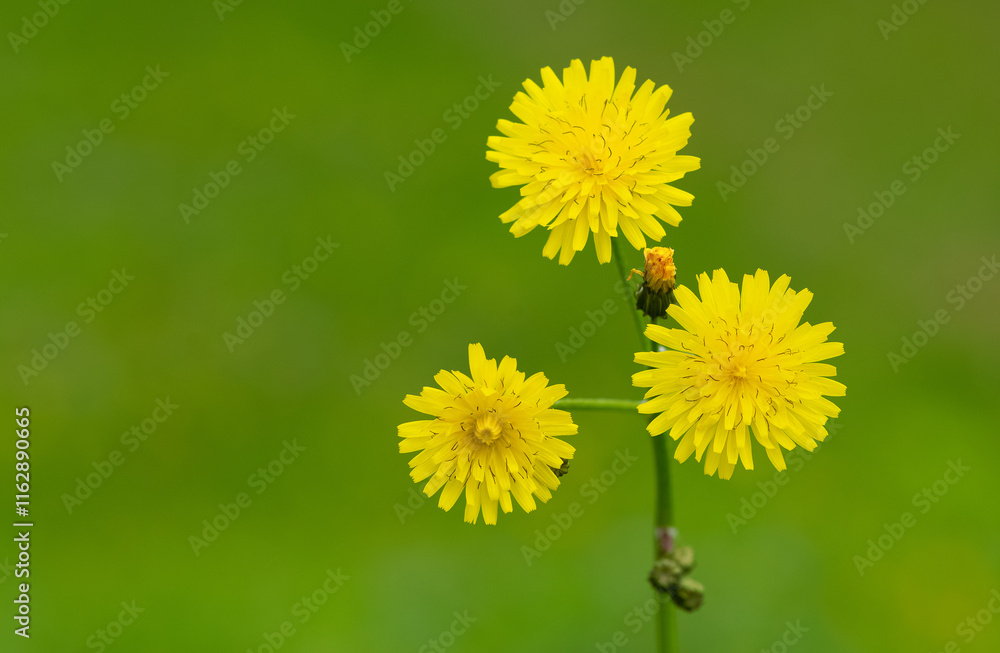 Obraz premium yellow wild flower images. dandelion photos.