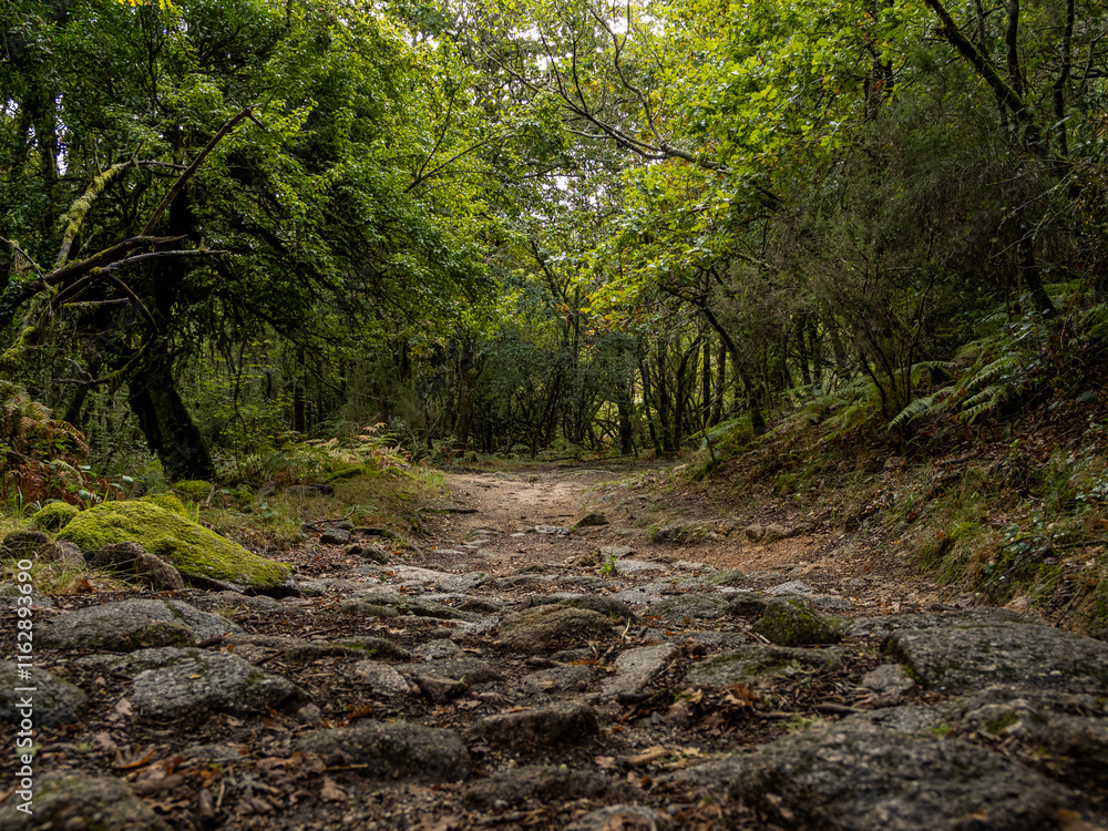 Fototapeta premium Cobblestone path on a trail in the fabulous Mata de Albergaria, flanked by dense vegetation that seems to cover the sky. Portugal.