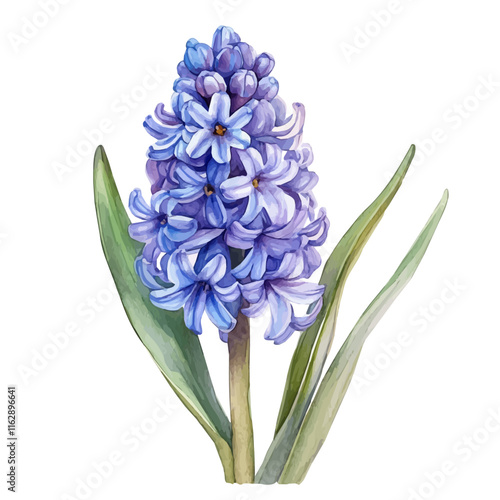 A watercolor drawing of a hyacinth flower, isolated on a white background. Hyacinth vector.
