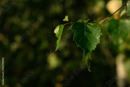 Fototapeta Naklejka Na Ścianę i Meble -  Liście brzozy
