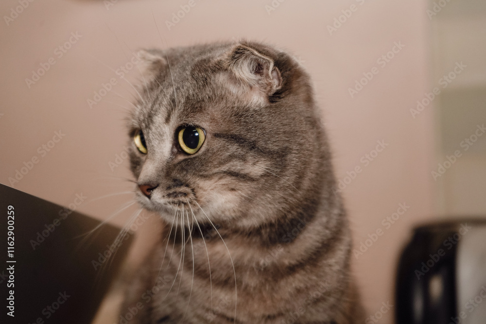 A close-up of a Scottish Fold cat s face reveals its adorable folded ears. The cat s large, expressive eyes and round face create a charming and serene expression. Its fur looks soft and fluffy. A close-up of a Scottish Fold cat s face reveals its adorable folded ears. The cat s large, expressive eyes and round face create a charming and serene expression. Its fur looks soft and fluffy.