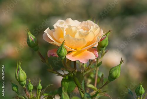 garden flowers images. photos of roses in various colors.