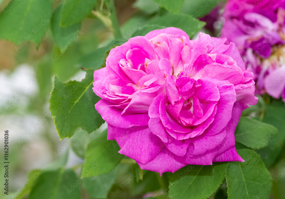 garden flowers images. photos of roses in various colors. garden flowers images. photos of roses in various colors.
