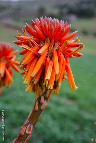 Flower at the head of robust, branched inflorescence of the spiral aloe (Aloe polyphylla, kroonaalwyn in Afrikaans) that is endemic to the Kingdom of Lesotho in the Drakensberg mountains photo