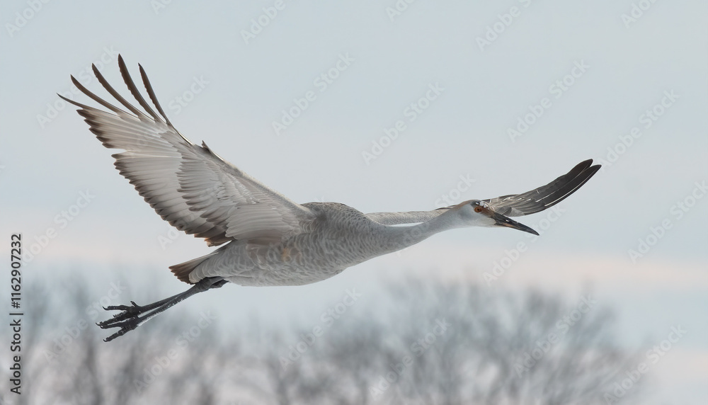 Obraz premium Sandhill Cranes in Winter