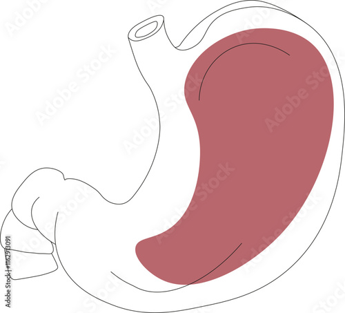 Flat human stomach. Drawing black and white of human body with stomach with bright spot. Internal organ, anatomy. Flat icon, illustration isolated on white background.