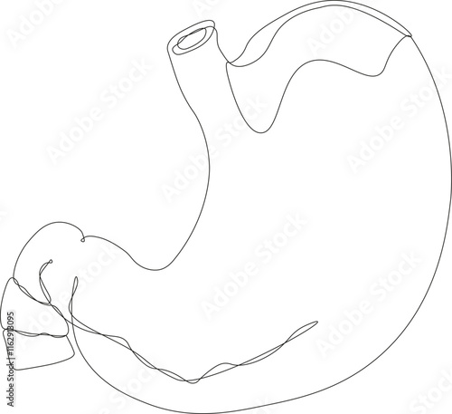 Flat human stomach. Drawing black and white of human body with stomach. Internal organ, anatomy. Flat icon, illustration isolated on white background. Continuous line