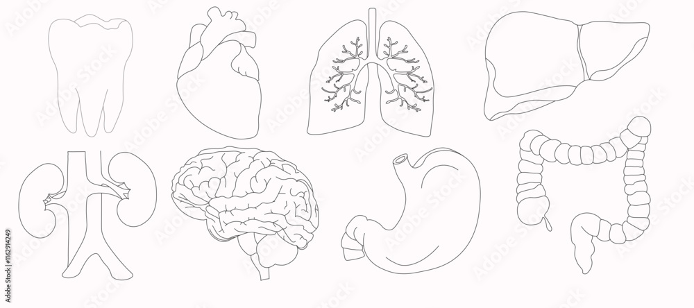 Set of vector icons related to human organs, pixel accurate, with the ability to edit stroke and scale on a white background. Set of vector icons related to human organs, pixel accurate, with the ability to edit stroke and scale on a white background.