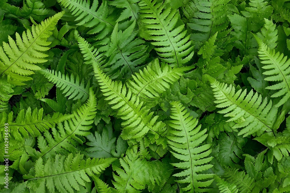 Obraz premium Lush green fern leaves background texture. (3)