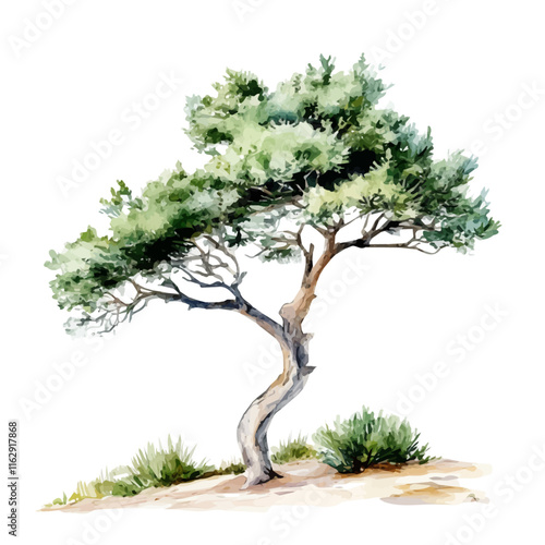 A watercolor vector of a juniper tree, isolated on a white background. Juniper vector.
