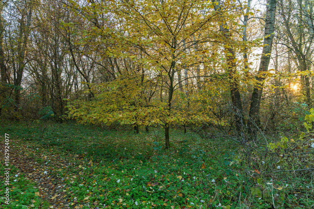 Autumn forest scene with golden leaves illuminated by the warm glow of the setting sun. Tranquil and natural atmosphere, perfect for seasonal, nature, or landscape-themed projects. Autumn forest scene with golden leaves illuminated by the warm glow of the setting sun. Tranquil and natural atmosphere, perfect for seasonal, nature, or landscape-themed projects.