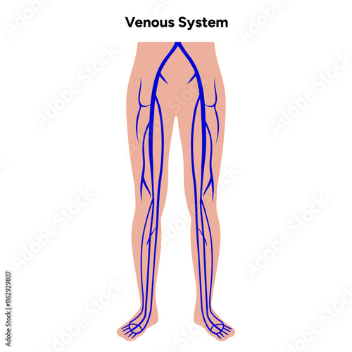 Venous veins human system lower body medical diagram