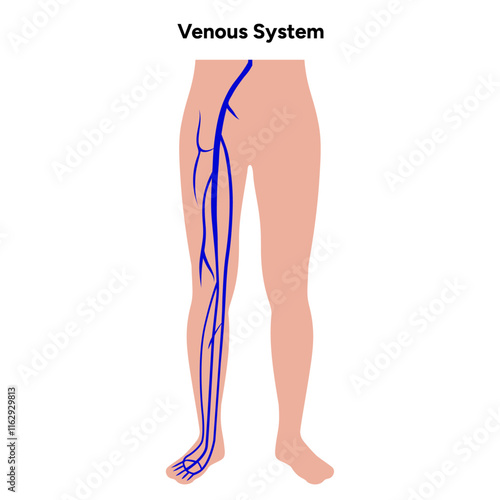 Venous veins human system lower body medical diagram