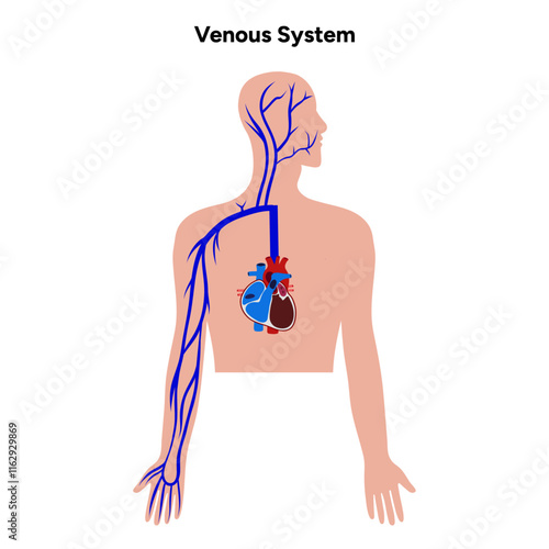 Venous veins human system upper body medical diagram
