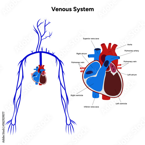 Venous veins human system upper body medical diagram
